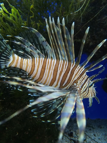 Pterois image