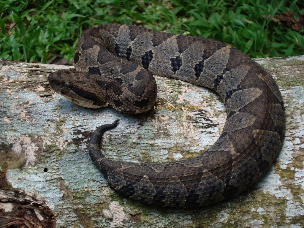 Photos of Olmecan Pit Viper (Atropoides olmec) · iNaturalist