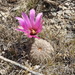 Echinocereus reichenbachii reichenbachii - Photo (c) Arturo Cruz, all rights reserved, uploaded by Arturo Cruz