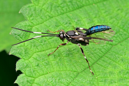 Lareiga abdominalis