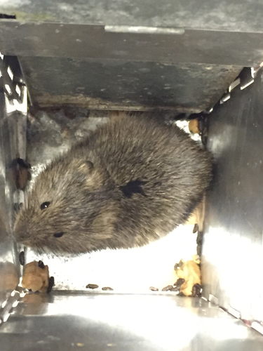 Singing Vole