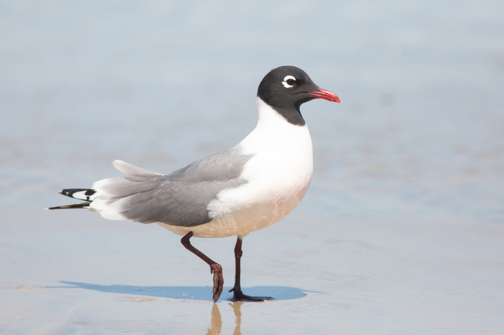 Franklin's Gull (Leucophaeus pipixcan) photo