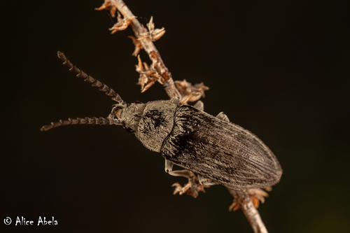 Dascillus davidsoni (LeConte, 1859)