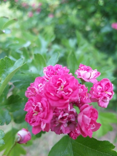 Glotnioji gudobelė nuotrauka