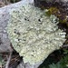 Common Greenshield Lichen - Photo (c) Logan A.W. Lalonde, all rights reserved, uploaded by Logan A.W. Lalonde