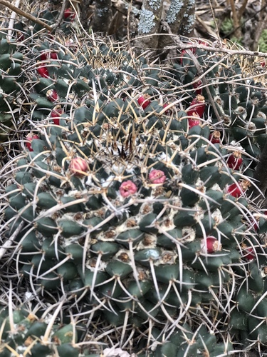 Mexican pincushion cactus