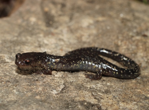 Dixie Caverns Salamander