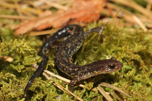 Plethodon dixi Pope & Fowler, 1949