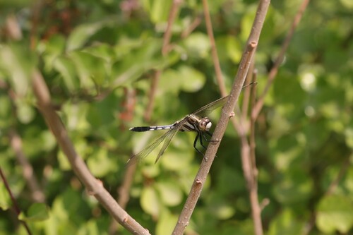 White-tailed Skimmer