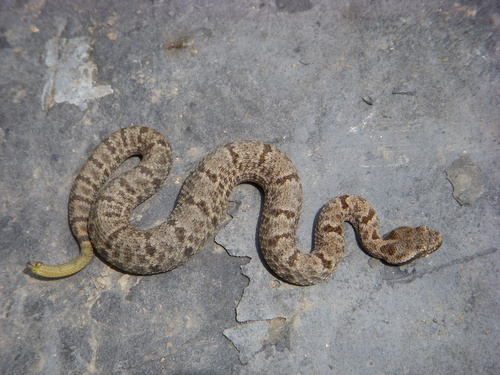 Tamaulipan Rock Rattlesnake