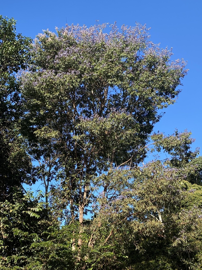 Bowdichia nitida (Sucupira)