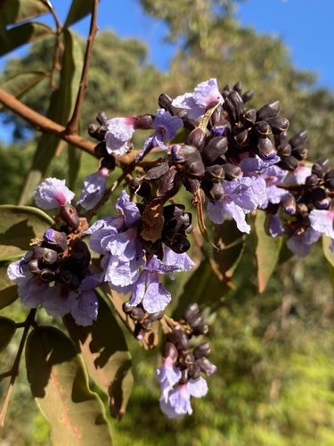 Bowdichia nitida