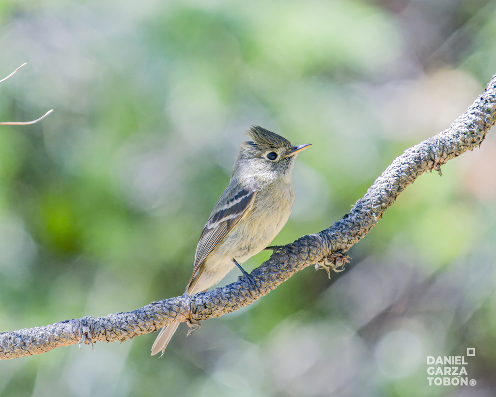 Pine Flycatcher from Arteaga, Coah., México on May 5, 2024 at 10:19 AM ...