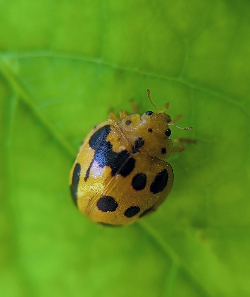 Squash Lady Beetle in May 2024 by Kristi Zoebelein · iNaturalist