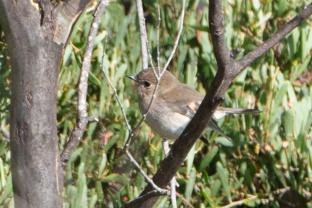 Pink Robin from Cradle Mountain-Lake St Clair, Central Highlands ...