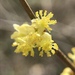 Northern Spicebush - Photo (c) Ian Meske, all rights reserved