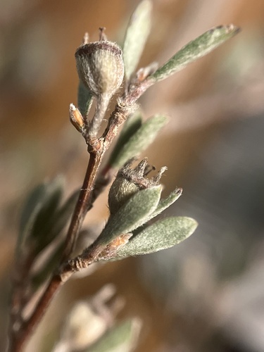Leptospermum jingera