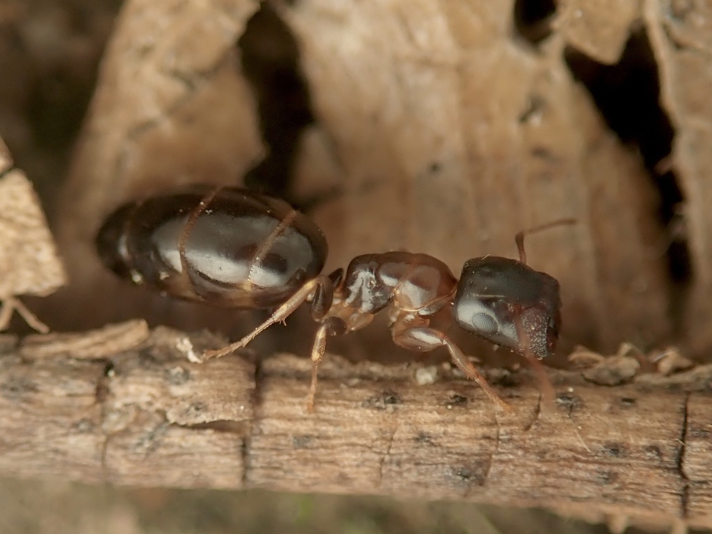 Colobopsis nipponica in May 2024 by 栗鼠 · iNaturalist