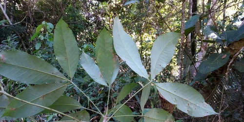 Hevea guianensis