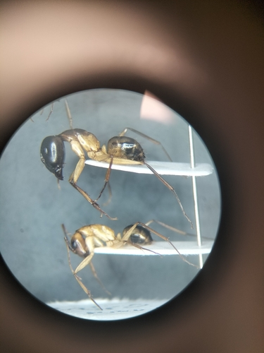 Egyptian Carpenter Ant