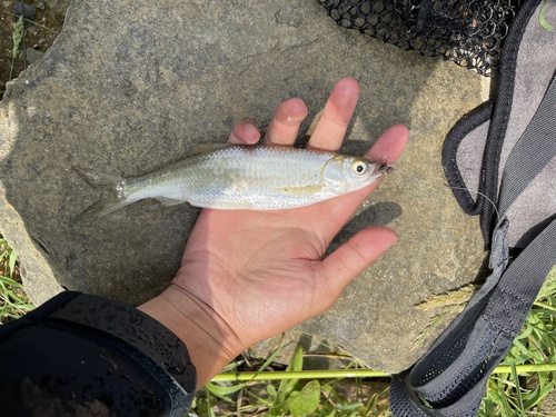 Sharpbelly