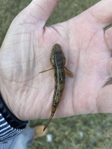 Amur Goby