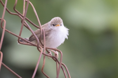 Graceful Prinia