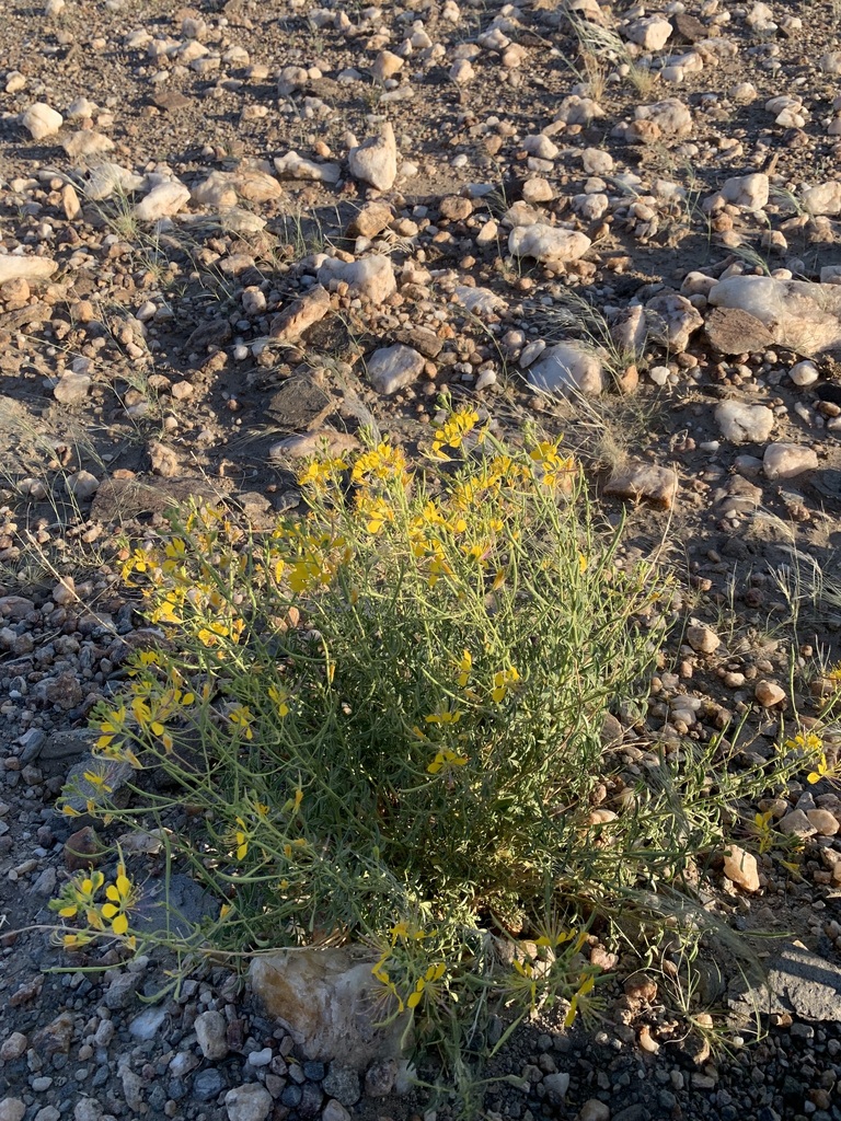 Spider flowers from Namib-Naukluft National Park, Namibia on April 23 ...