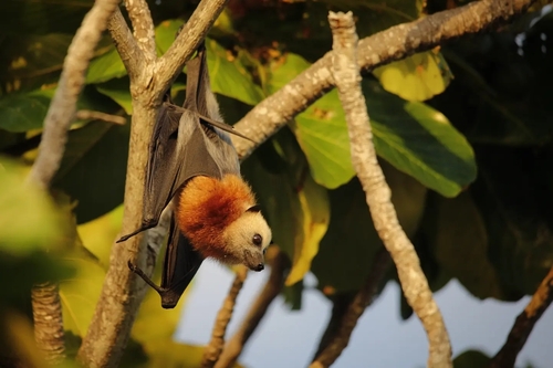 Aldabra Flying-fox (Pteropus aldabrensis) — Endangered Mammalia