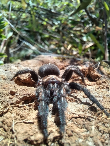 Euagrus mexicanus