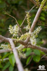 Pithecellobium lanceolatum image