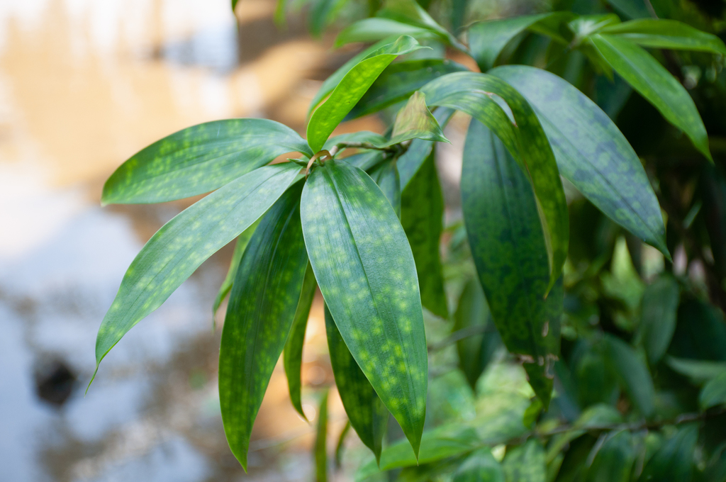Dracaena surculosa