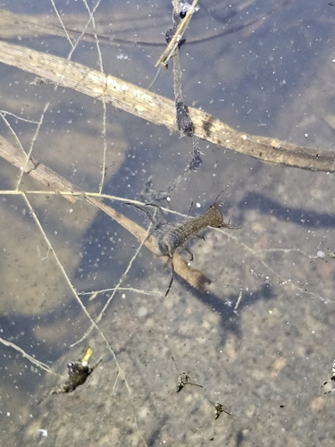 Dytiscus