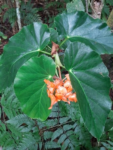 Cane Begonia (Begonia dichroa)