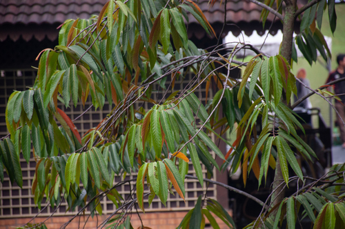 Neram Tree (Dipterocarpus oblongifolius)