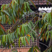Dipterocarpus oblongifolius - Photo (c) Kai Ren, todos los derechos reservados, subido por Kai Ren