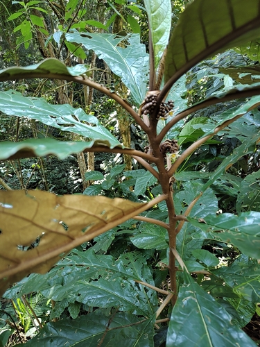 Solanum vellozianum