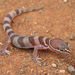 Gecko Bandeado de Baja California - Photo (c) Jake Scott, todos los derechos reservados, subido por Jake Scott