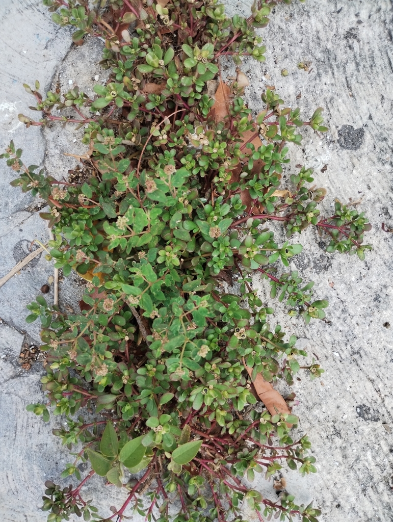 Florida Hammock Sandmat from C. Orquídeas 26, Sm 22, Mza 13, L5