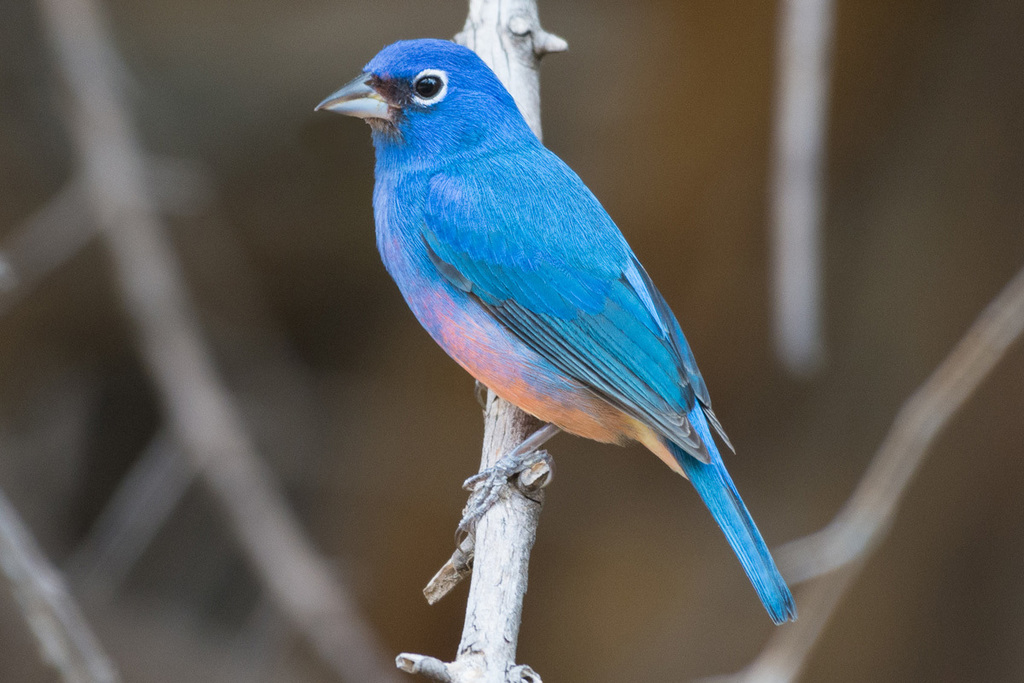 Rose-bellied Bunting photo