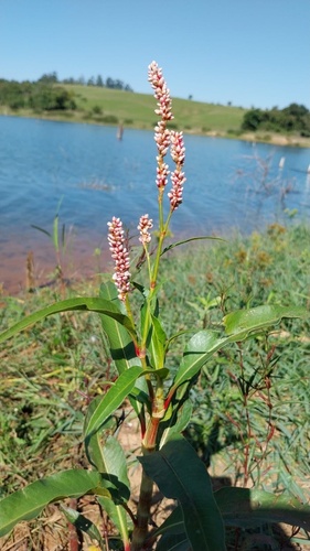 pale smartweed