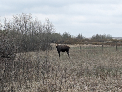 Moose
