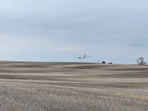 Sandhill Crane