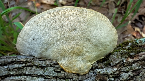 Trametes cubensis