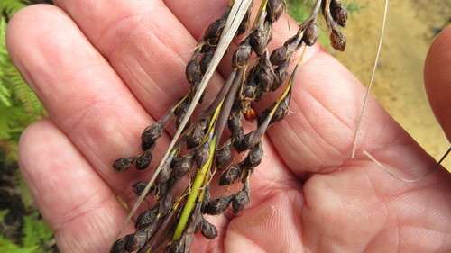 Gahnia pauciflora Kirk