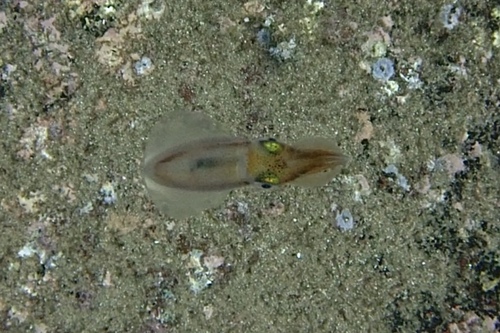 photo of Luminous Bay Squid (Uroteuthis noctiluca)