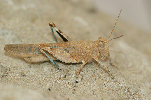 Blue-winged Sand Grasshopper
