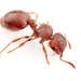 突胸家蟻 - Photo 由 Philip Herbst 所上傳的 (c) Philip Herbst，保留所有權利