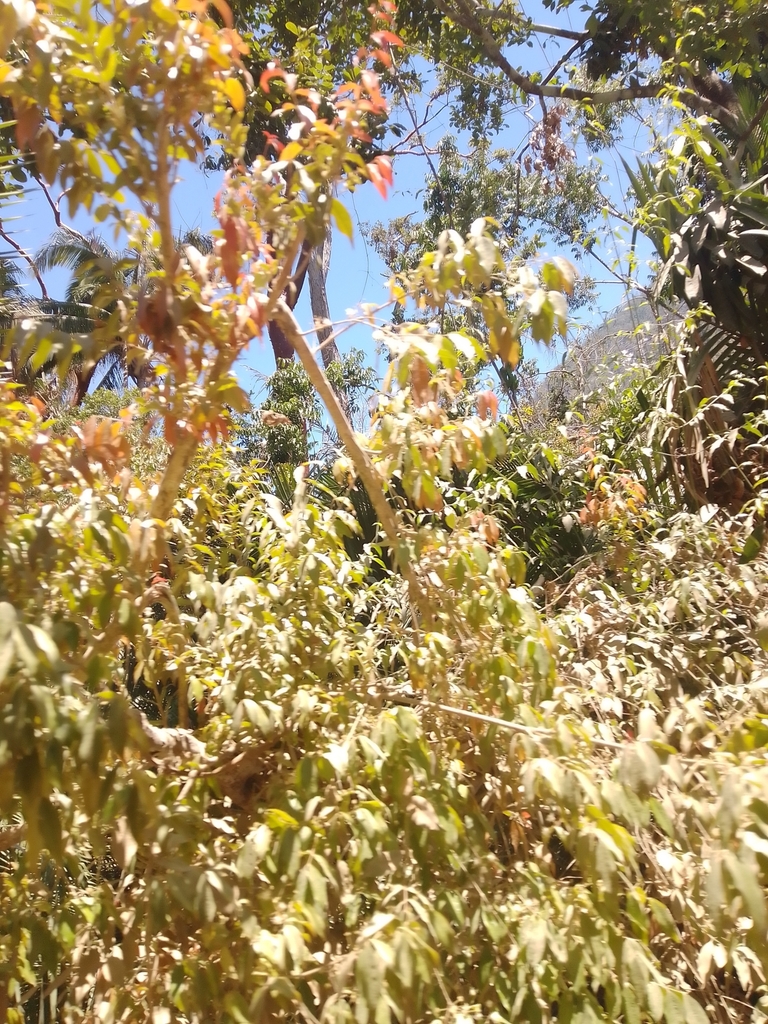 Salix paradoxa from Puerto Vallarta on April 21, 2024 at 01:38 PM by ...