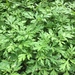 Mugwort - Photo (c) Chang Ivan, all rights reserved, uploaded by Chang Ivan